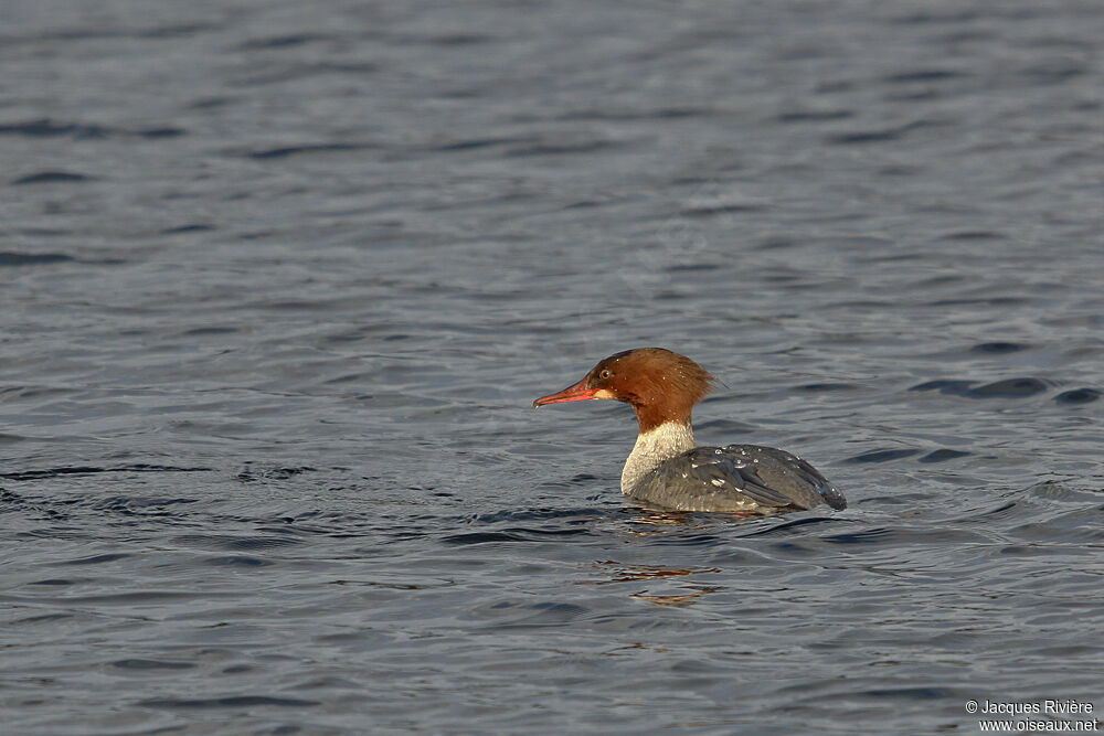 Common Merganser female adult post breeding