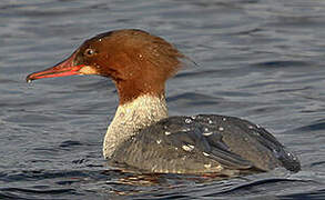 Common Merganser