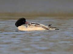 Common Merganser