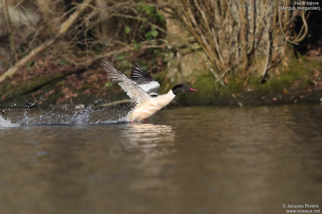 Common Merganser male adult breeding, care, Flight, swimming