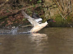 Common Merganser