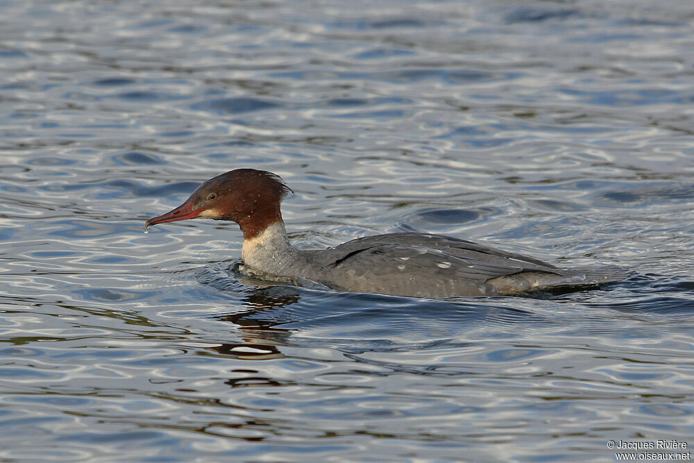 Common Merganser female adult post breeding