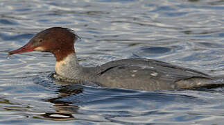 Common Merganser