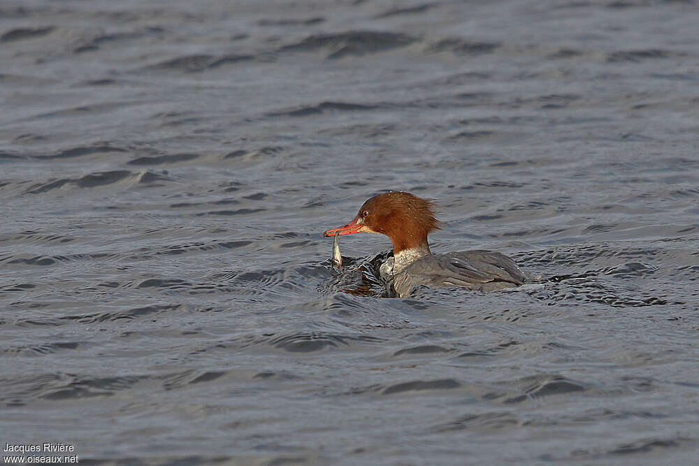 Harle bièvre femelle adulte, régime, pêche/chasse