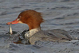 Common Merganser