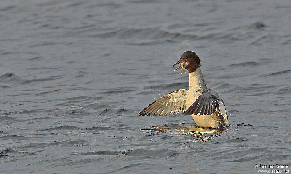 Common Merganser female adult post breeding