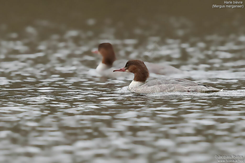 Common Merganser female, identification, swimming