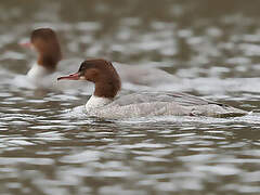 Common Merganser