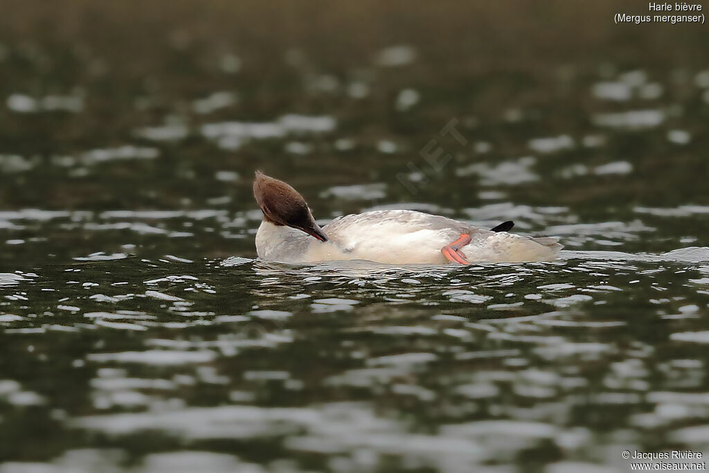 Common Merganser female, identification, care