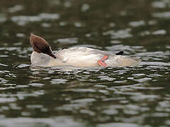 Common Merganser