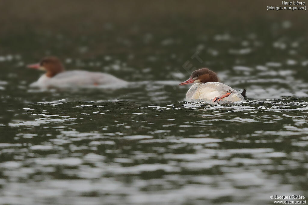 Common Merganser female adult post breeding, identification, care