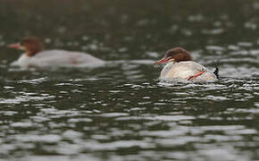 Common Merganser