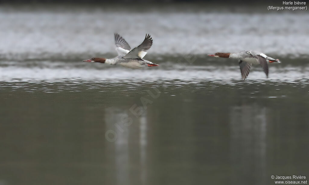 Common Merganser female adult post breeding, Flight