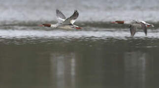 Common Merganser