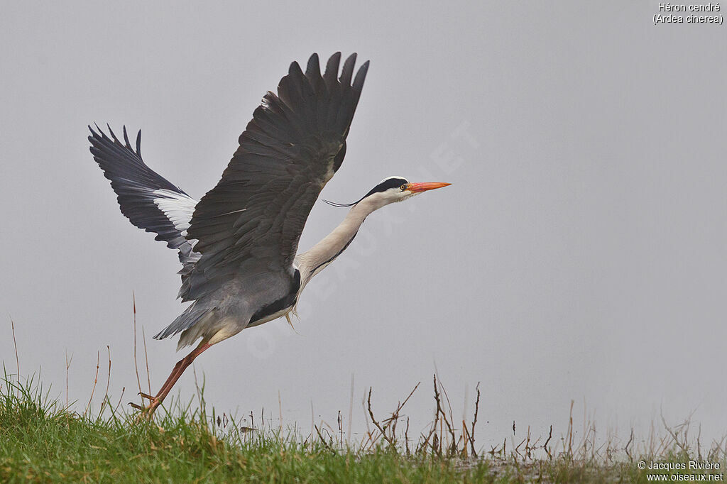 Grey Heronadult breeding, Flight