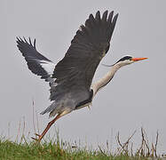 Grey Heron