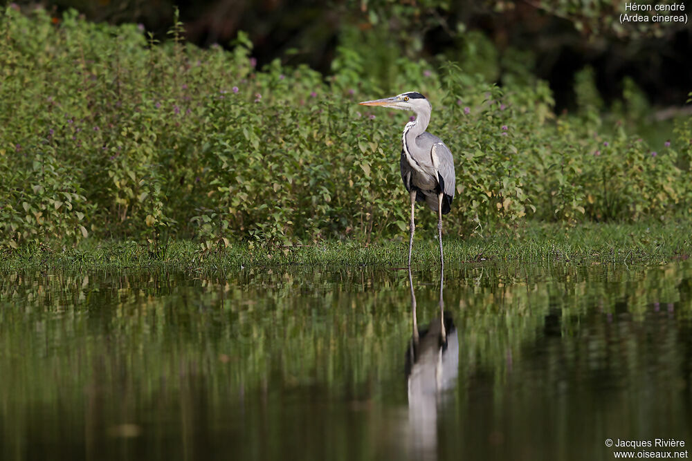 Grey Heronadult post breeding, identification