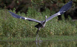 Grey Heron