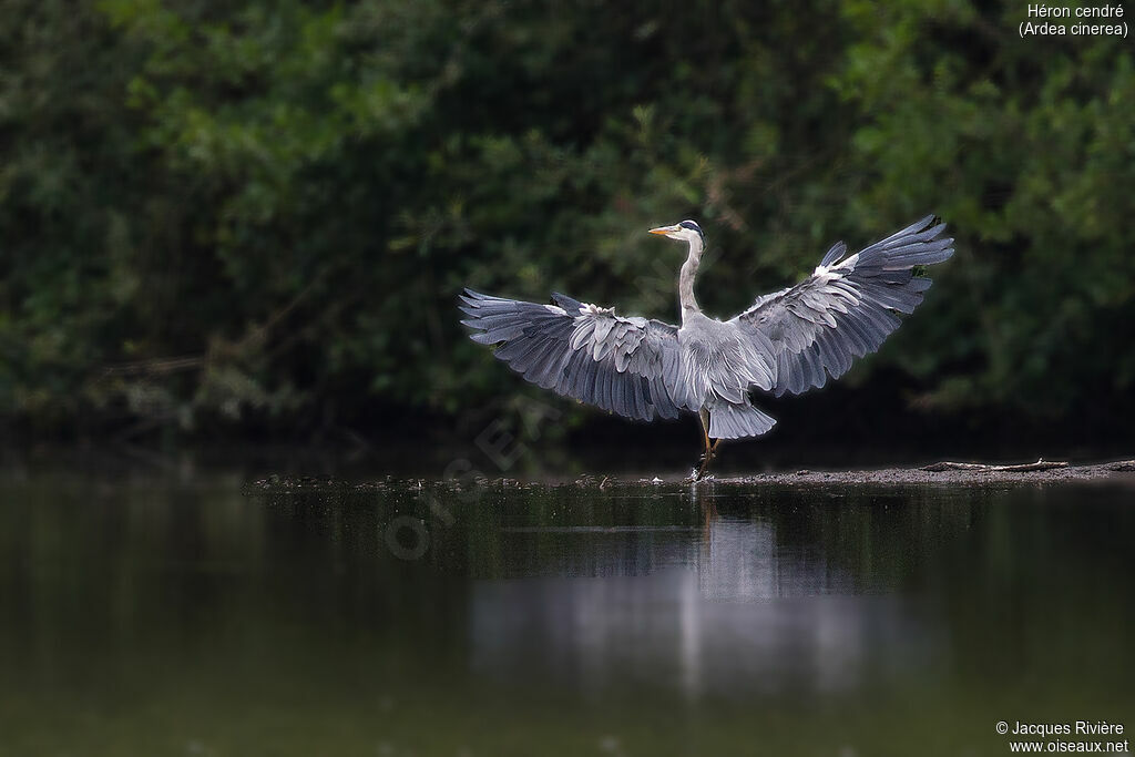 Grey Heronadult, identification