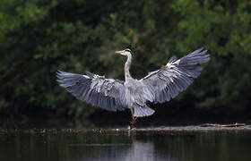 Grey Heron