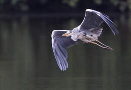 Grey Heron