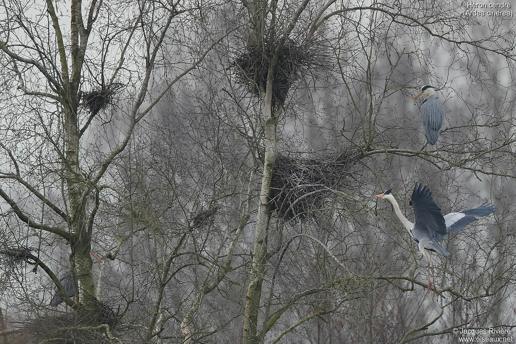 Grey Heronadult breeding, Reproduction-nesting