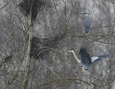 Grey Heron