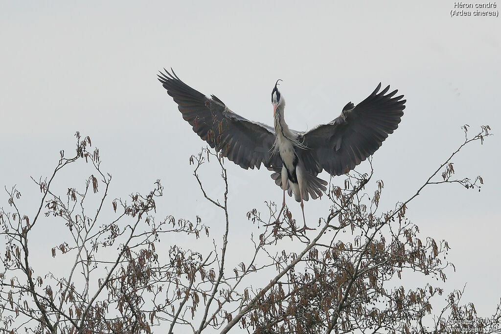 Grey Heronadult breeding, Flight