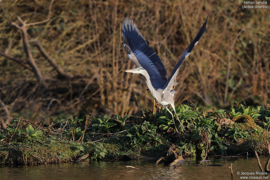 Grey Heronsubadult, Flight