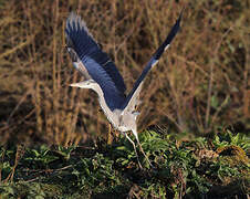 Grey Heron