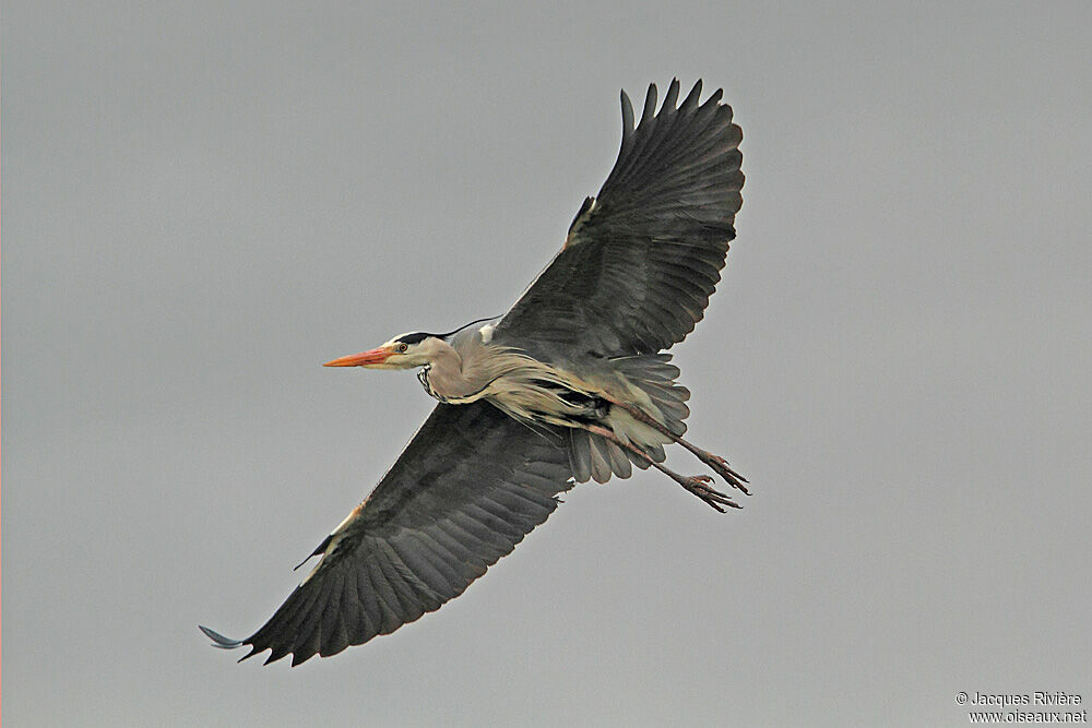 Grey Heronadult breeding, Flight