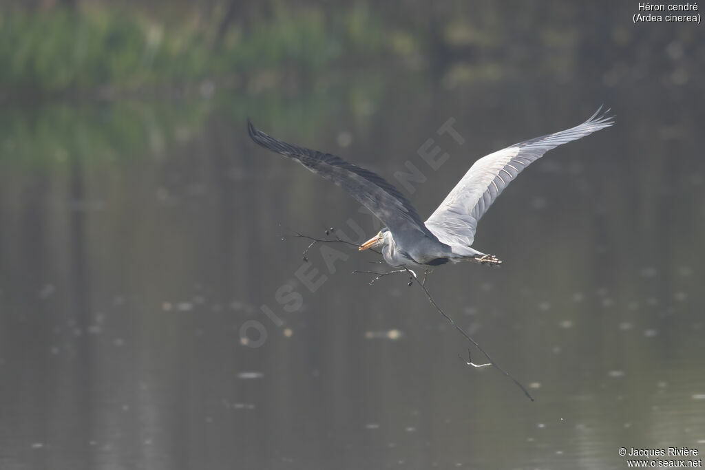 Héron cendré