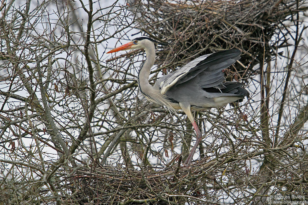 Grey Heronadult breeding, Reproduction-nesting