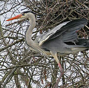 Grey Heron