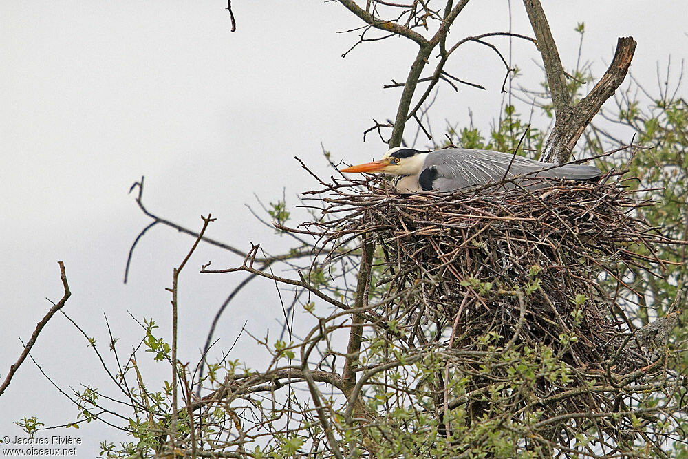 Grey Heronadult breeding, Reproduction-nesting