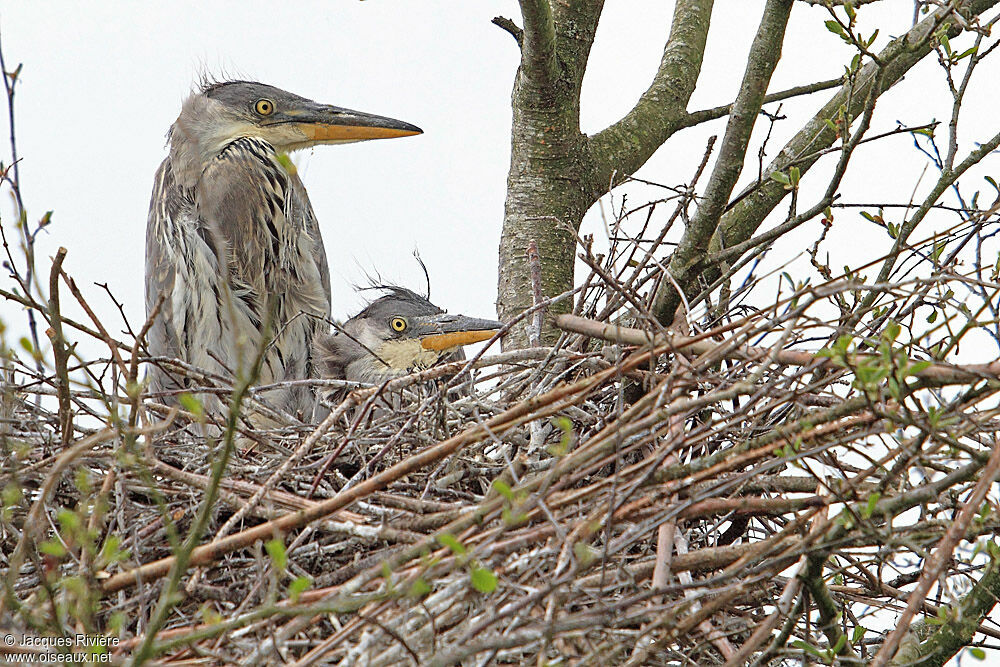 Grey Heronjuvenile, Reproduction-nesting