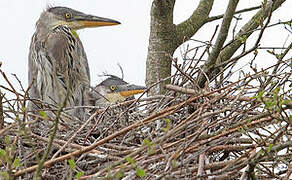 Grey Heron