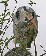 Grey Heron