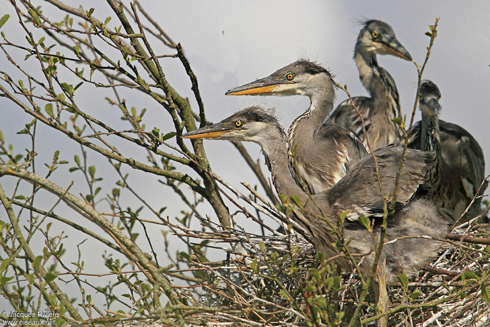 Grey Heronjuvenile, Reproduction-nesting