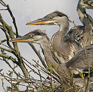 Grey Heron