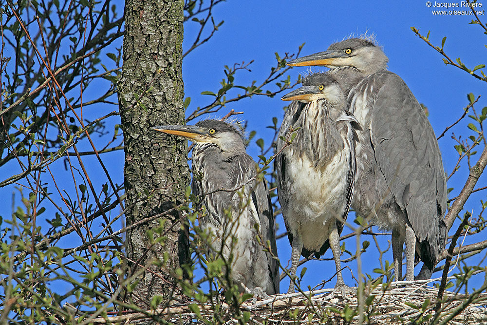 Grey Heronjuvenile, Reproduction-nesting