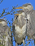 Grey Heron