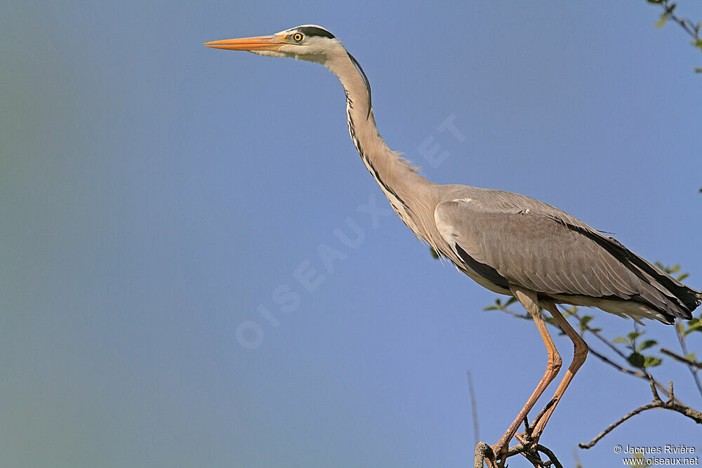 Grey Heronadult breeding, Behaviour