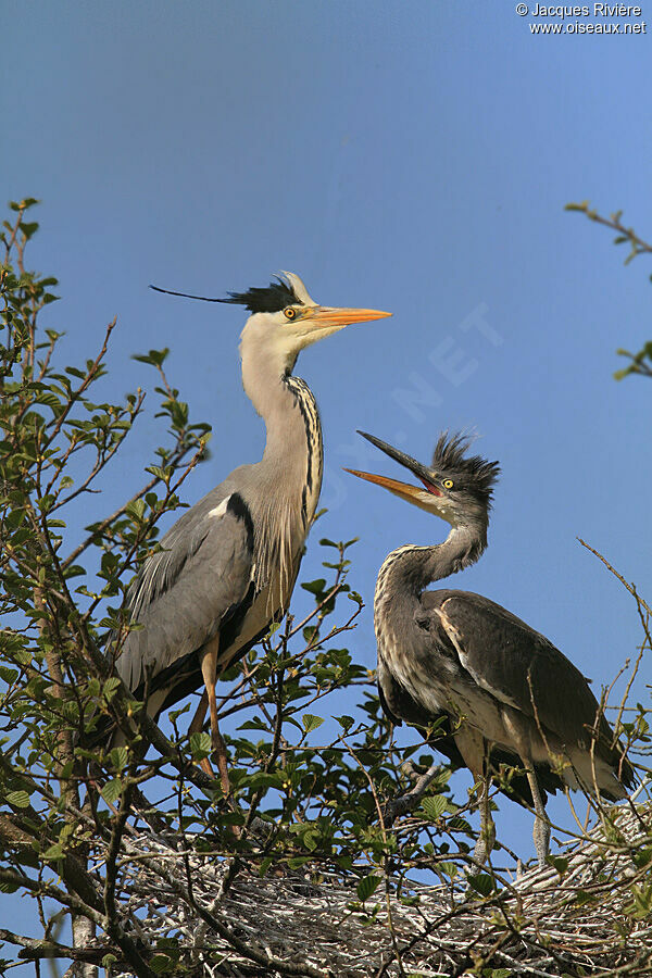 Grey Heronadult breeding, Reproduction-nesting