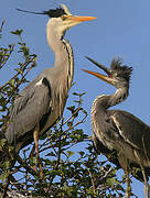 Grey Heron