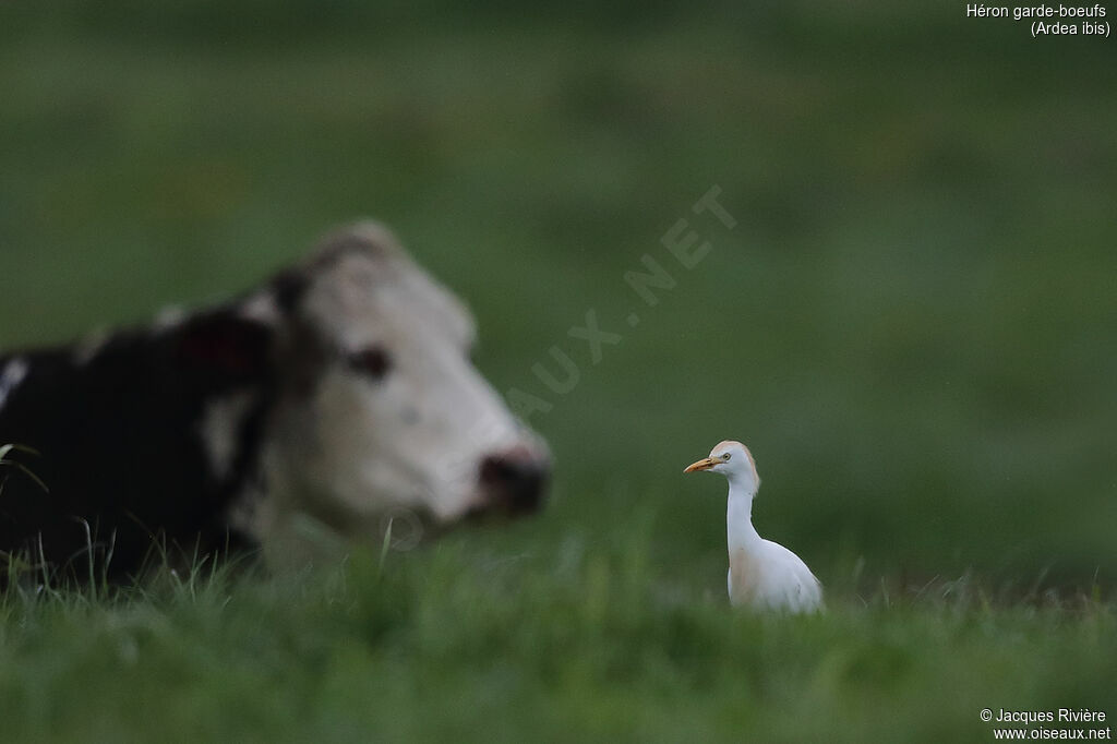 Héron garde-boeufsadulte nuptial, identification, marche