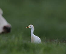 Western Cattle Egret