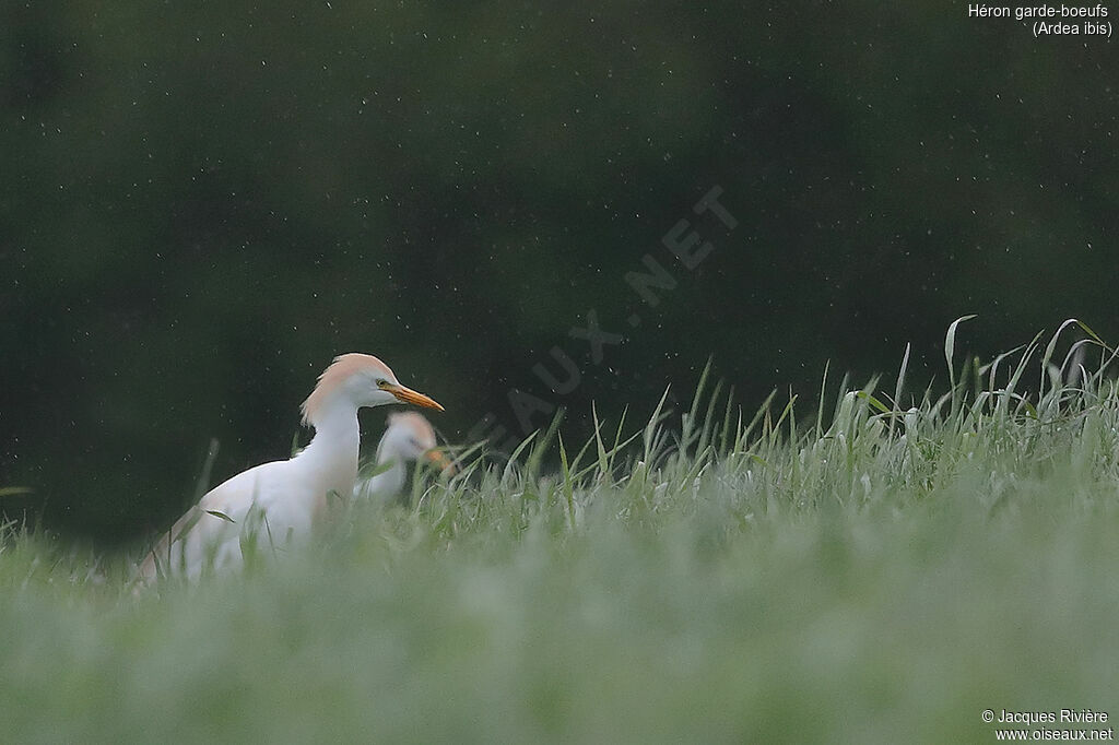 Western Cattle Egretadult breeding, identification, walking