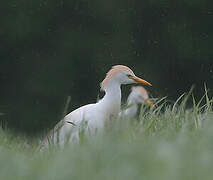 Western Cattle Egret