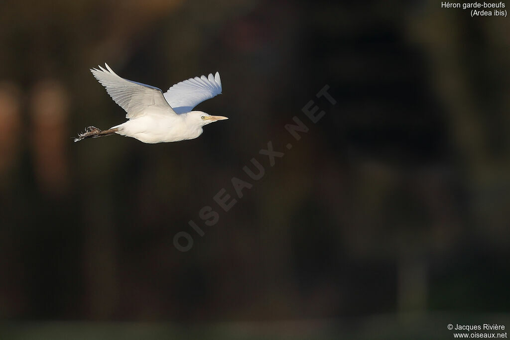 Western Cattle Egretsubadult breeding, Flight